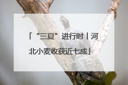 “三夏”进行时丨河北小麦收获近七成
