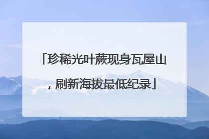 珍稀光叶蕨现身瓦屋山，刷新海拔最低纪录