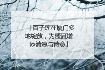 百子莲在厦门多地绽放，为盛夏增添清凉与诗意