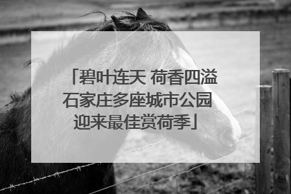 碧叶连天 荷香四溢 石家庄多座城市公园迎来最佳赏荷季