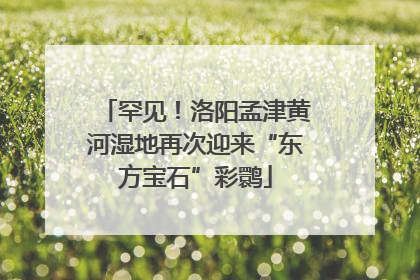 罕见！洛阳孟津黄河湿地再次迎来“东方宝石”彩鹮