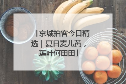 京城拍客今日精选｜夏日麦儿黄，莲叶何田田