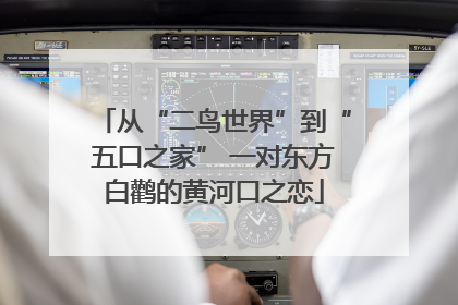 从“二鸟世界”到“五口之家” 一对东方白鹳的黄河口之恋