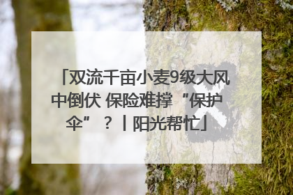 双流千亩小麦9级大风中倒伏 保险难撑“保护伞”？丨阳光帮忙