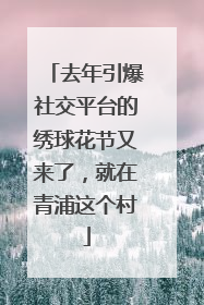 去年引爆社交平台的绣球花节又来了，就在青浦这个村