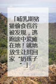 哺乳期猪獾偷食苞谷被发现，逃跑途中累瘫在地！就地放生让其回家“奶孩子”