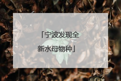 宁波发现全新水母物种