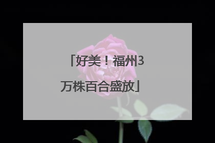 好美！福州3万株百合盛放