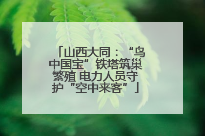 山西大同：“鸟中国宝”铁塔筑巢繁殖 电力人员守护“空中来客”