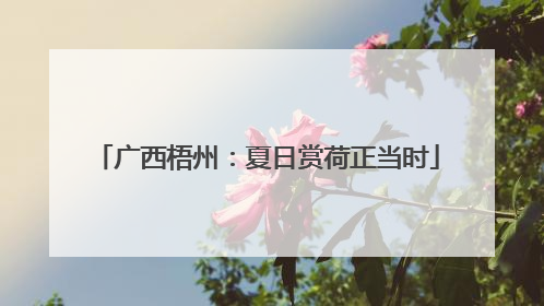 广西梧州：夏日赏荷正当时