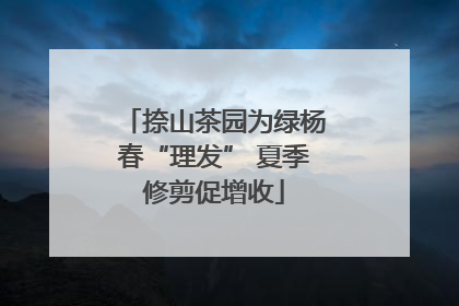 捺山茶园为绿杨春“理发” 夏季修剪促增收