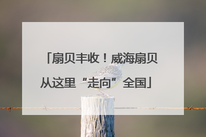 扇贝丰收！威海扇贝从这里“走向”全国
