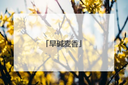 旱碱麦香