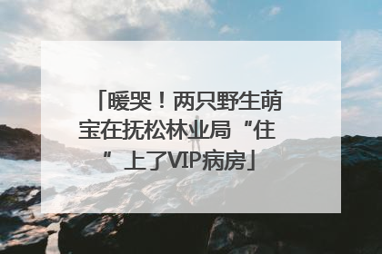 暖哭！两只野生萌宝在抚松林业局“住”上了VIP病房