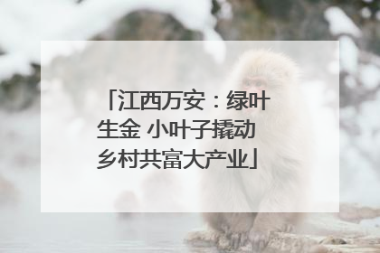 江西万安：绿叶生金 小叶子撬动乡村共富大产业
