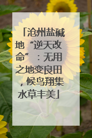沧州盐碱地“逆天改命”：无用之地变良田，候鸟翔集水草丰美