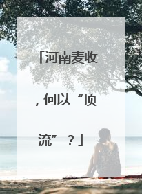 河南麦收，何以“顶流”？