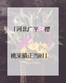 河北广平：樱桃采摘正当时