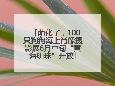 萌化了，100只狗狗海上肖像摄影展6月中旬“黄海明珠”开放