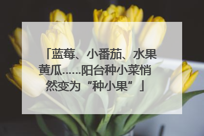 蓝莓、小番茄、水果黄瓜……阳台种小菜悄然变为“种小果”