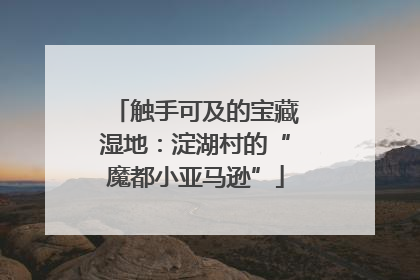 触手可及的宝藏湿地：淀湖村的“魔都小亚马逊”