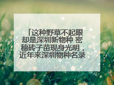 这种野草不起眼 却是深圳新物种 密穗砖子苗现身光明，近年来深圳物种名录不断刷新