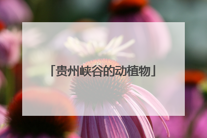 贵州峡谷的动植物