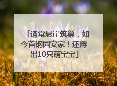 通常悬崖筑巢，如今首钢园安家！还孵出10只萌宝宝