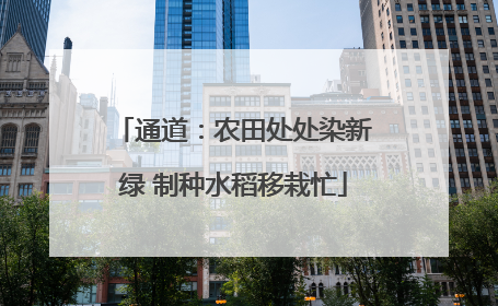 通道：农田处处染新绿 制种水稻移栽忙